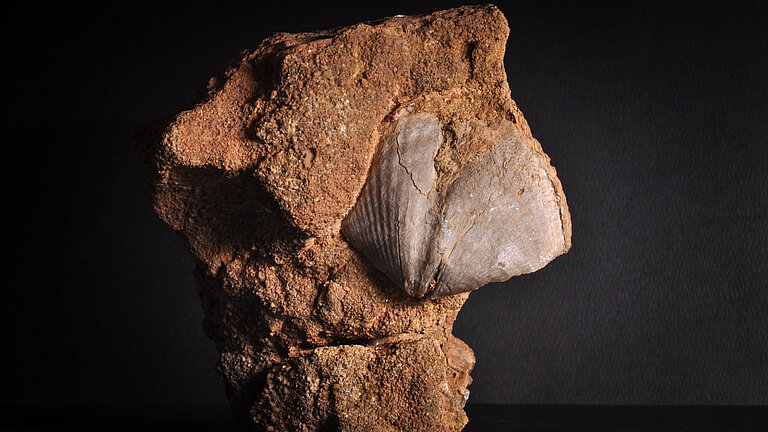 Brachiopod fossil specimen