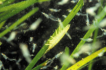 Ein kleines grünes Tierchen krabbelt auf einem Seegrasstengel unter Wasser