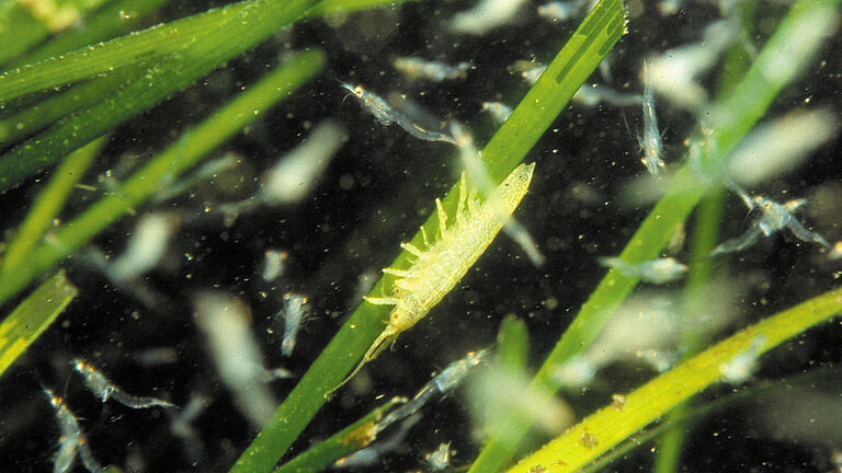 A small green animal crawls on a seagrass stalk under water