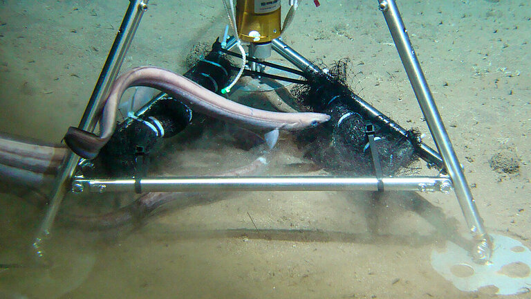 A pink eel-like fish swims between the metal legs of a deep-sea research device