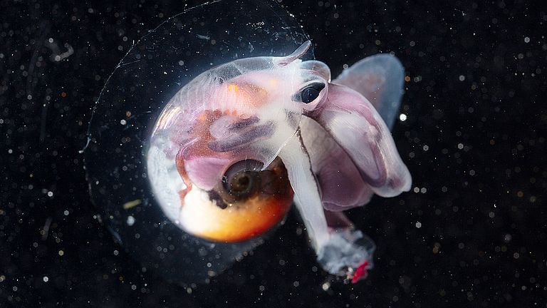Sea snail from the genus Atlanta. 