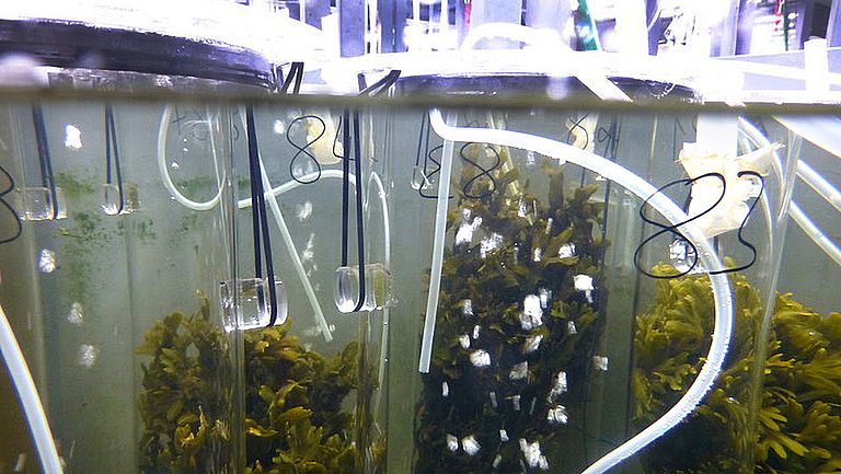 Kieler Indoor Benthokosmen: Experiment zum Einfluss von Temperaturschwankungen auf Seetang