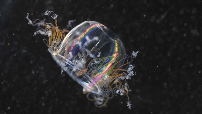 An almost transparent, slightly iridescent rainbow-coloured jellyfish swims in front of a black background