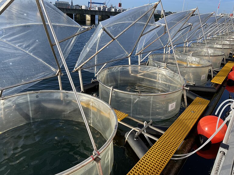 Large transparent plastic umbrellas float on the water and are attached to a pier