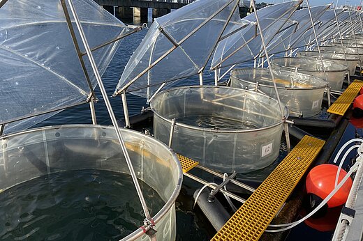 Large transparent plastic umbrellas float on the water and are attached to a pier