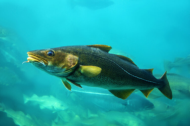 A large fish swims in turquoise water