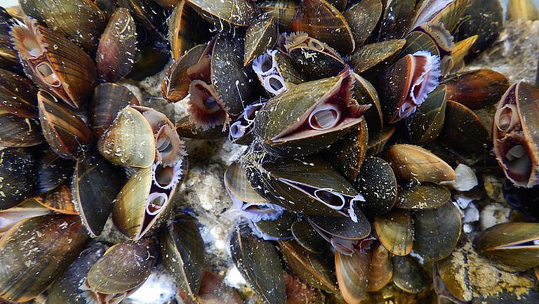 Kiel Indoor Benthocosms: Mussels on settlement plates. 