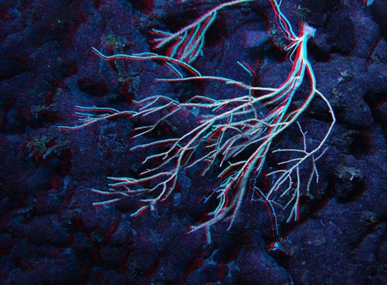 Korallen an sogenannter Kissen-Lava (Stereo-Aufnahme! 3-D-Effekt mit Rot-Grün-Brille). Foto: IFM-GEOMAR
