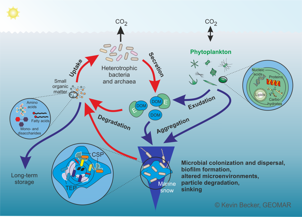 Marine microbial carbon cycle