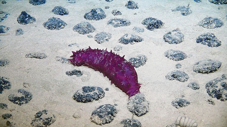 Life at manganese nodule habitats: sea cucumber