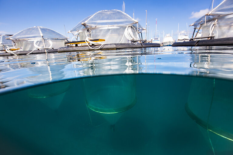 Blick über und unter Wasser, zu sehen sind Folienkuppeln und ein langer transparenter Schlauch unter  Wasser