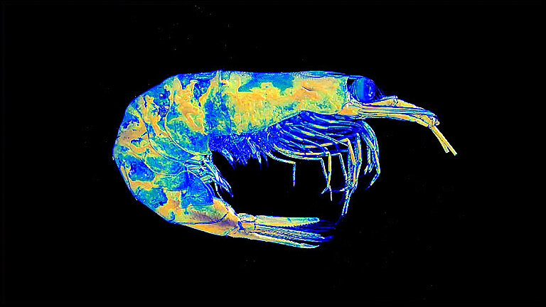 Mikro-CT Scan eines Krills