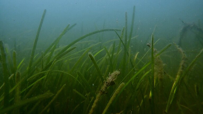 Blick über eine Seegraswiese unter Wasser