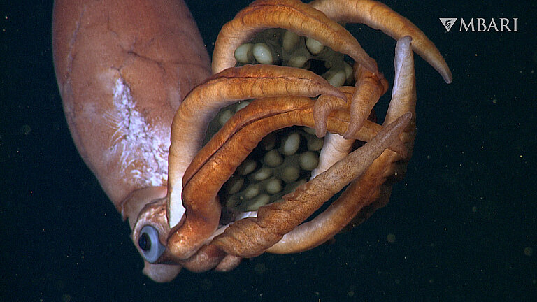 Acht dicke Arme eines Tiefsee-Tintenfisches wickeln sich um ein Bündel Eier. Der Körper des Kalmars befindet sich im Hintergrund des Bildes. Die faltigen Arme sind außen orange und innen weiß. Die Arme des Tintenfisches umschließen eine braune, gallertartige Hülle, die mehrere große, runde, gelblich-weiße Eier enthält. Der Hintergrund ist dunkelblaues Wasser mit einigen winzigen gelblich-braunen Flecken von schwimmenden organischen Ablagerungen.