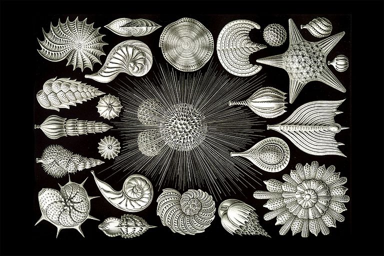 Foraminiferen aus dem 1904 erschienenem Buch „Kunstformen der Natur“ von Ernst Haeckel, Tafel 2