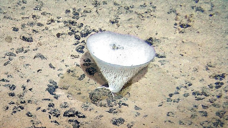 Life at manganese nodule habitats: sponge