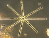 Asterionella bleakleyi (Diatom)