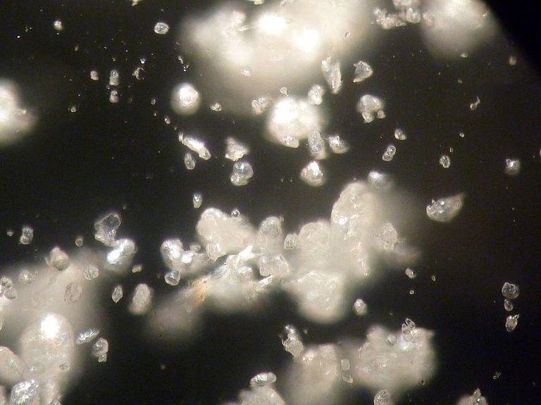 Mittlerweile finden sich in allen Meeren weltweit Mikroplastikteilchen. Diese Aufnahme stammt aus der Kieler Förde. Die Auswirkungen dieser Teilchen auf die Küstenökosysteme sind Thema des 11. GAME-Projektes. Foto: Jonas Martin, GEOMAR