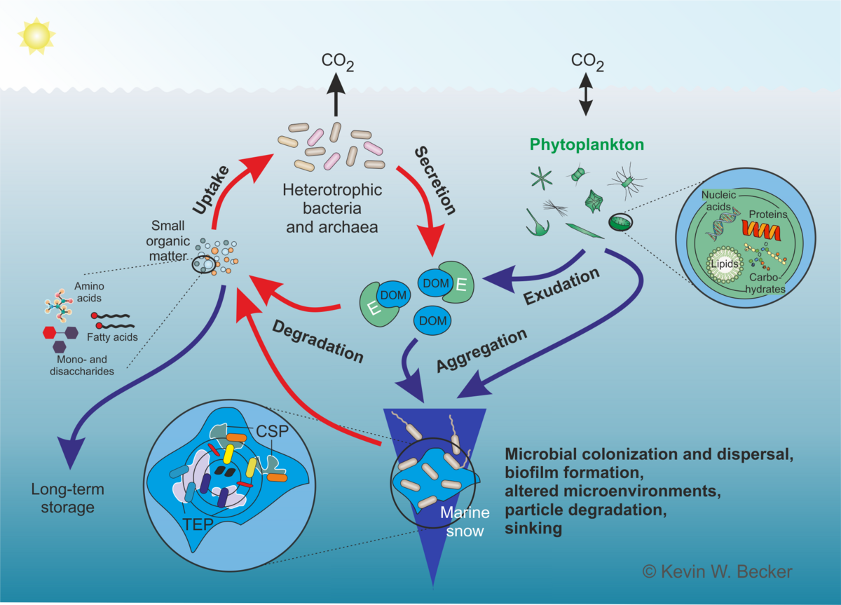 Marine Carbon Cycle