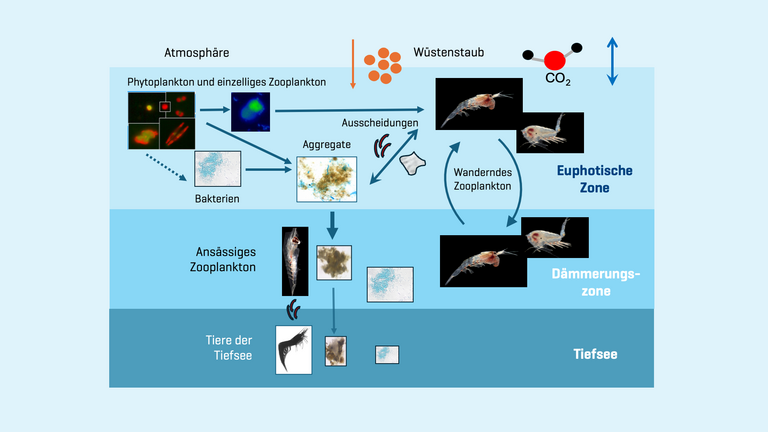 Schema der Biologische Kohlenstoffpumpe.