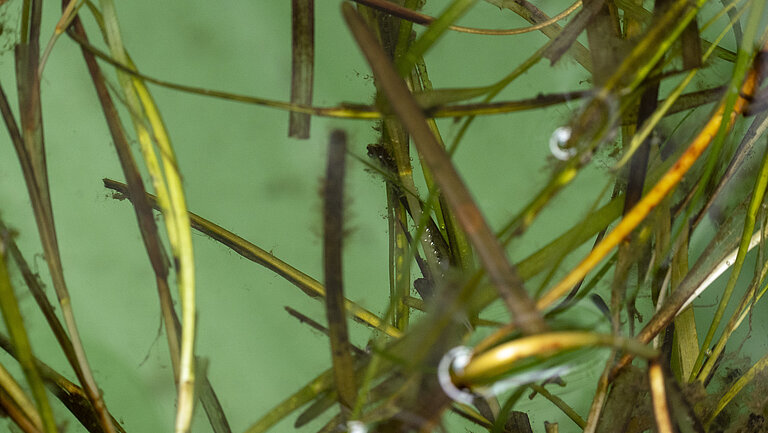 View through the water surface to grasses growing under water