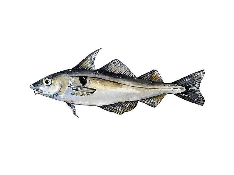  Illustration of a haddock. 