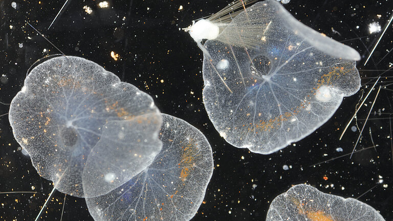 Slightly thirsty, whitish, gelatinous, flat, round creatures against a black background