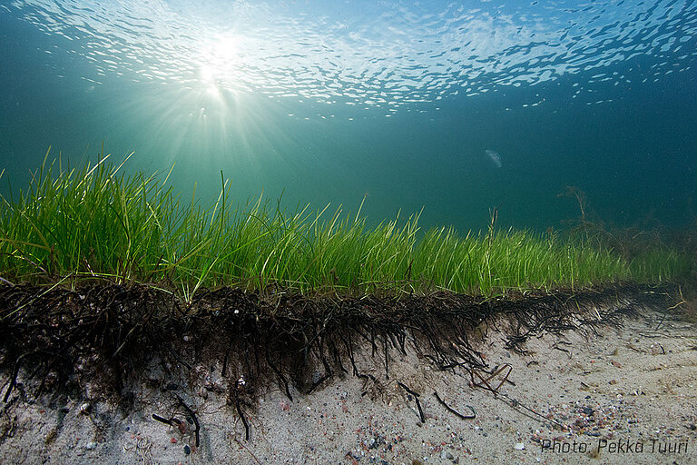 Seagrass meadow under water
