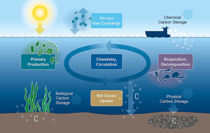 Marine carbon sinks - GEOMAR - Helmholtz-Zentrum für Ozeanforschung Kiel