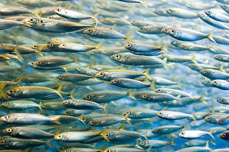 A silvery shimmering school of fish under water fills the entire picture.