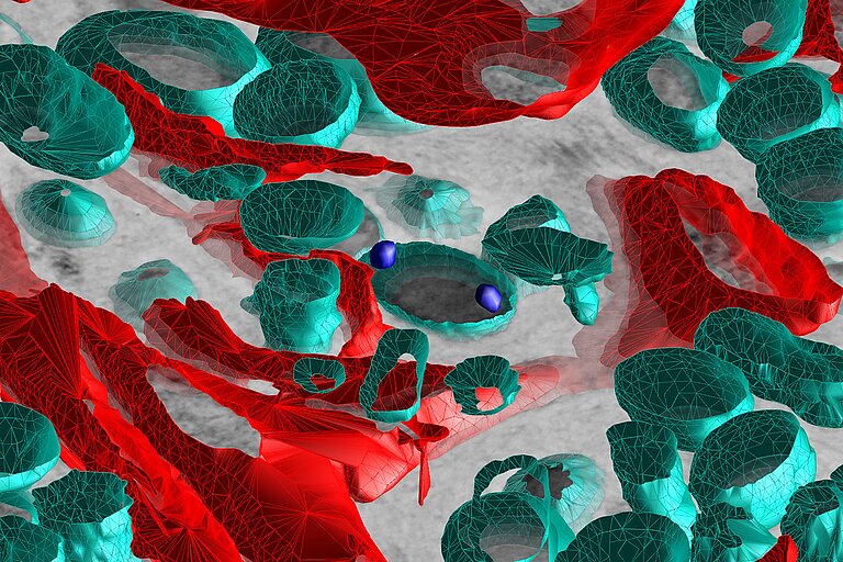  A graphic with red and green coloured cells of a sponge and its microbes