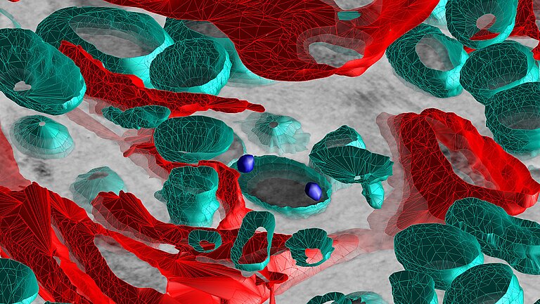 Eine Grafik mit rot und grün eingefärbten Zellen eines Schwammes und seiner Mikroben