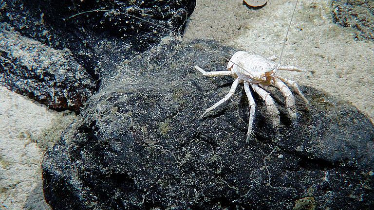 Diversity of Species at Seamounts in the Central Pacific: deep-sea crab.