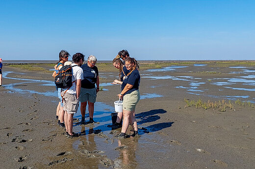 A group of summer-clad young people walk through the mud in the Wadden Sea, the sky is bright blue