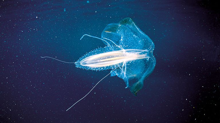 Comb jellyfish 