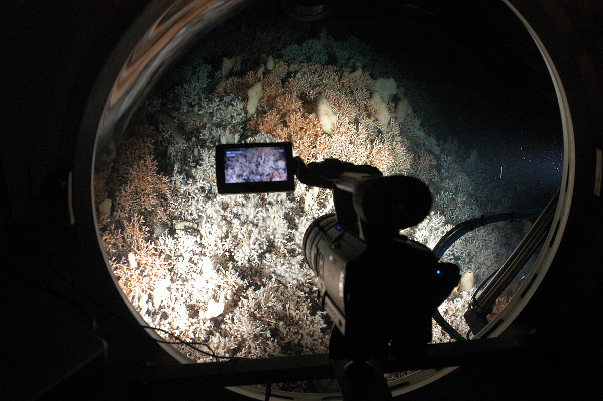 Lophelia pertusa - View from inside JAGO