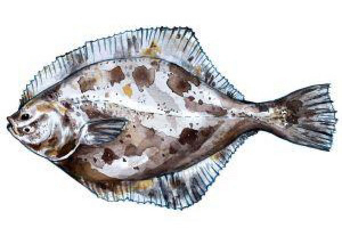 Baltic Sea flounder (Platichthys flesus), fishing area: western Baltic Sea, permitted gears: pots or traps