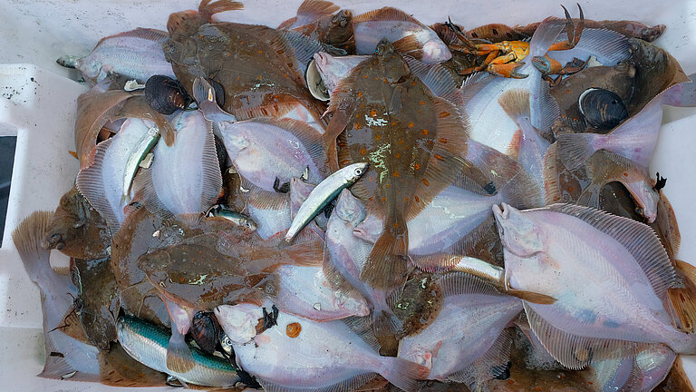 Plattfische liegen in einer weißen Kiste übereinander