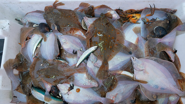  Flatfish lie on top of each other in a white box