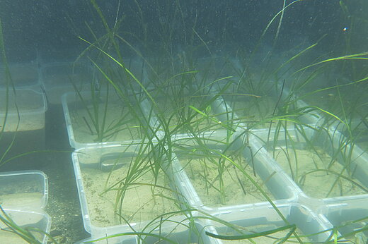 Weiße Plastikschalen in Wasserbecken mit Sand gefüllt, in denen einzelne Halme von Seegras wachsen