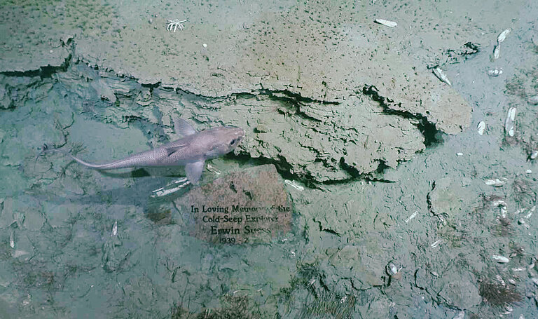 A fish swims in front of the memorial rock.