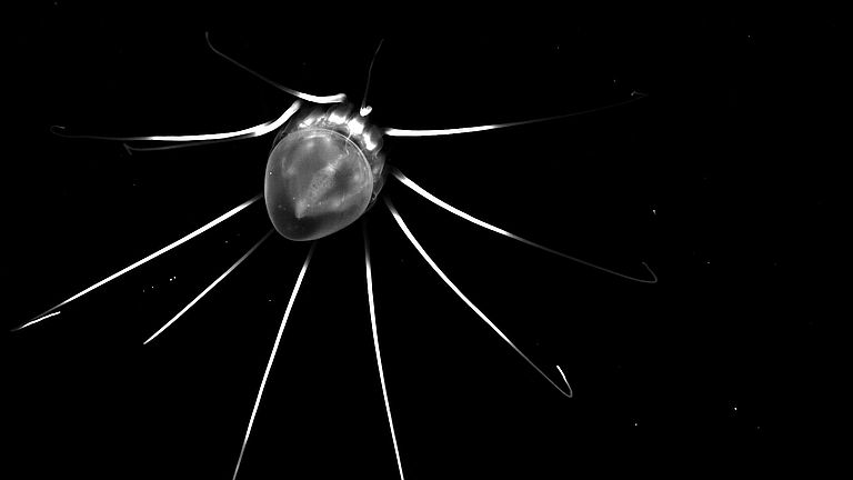Schwarz-weiß-Foto einer Tiefseequalle