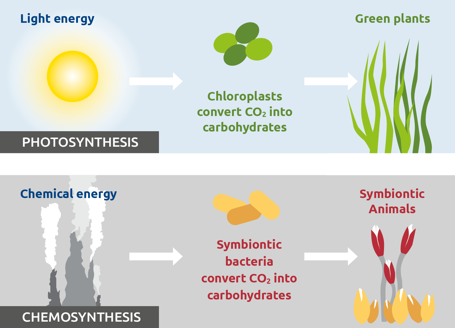 Biodiversity At Hydrothermal Vents