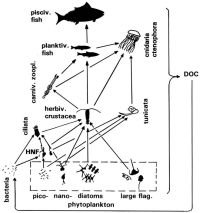 Research Topics « Experimental Ecology « Marine Ecology « Research ...